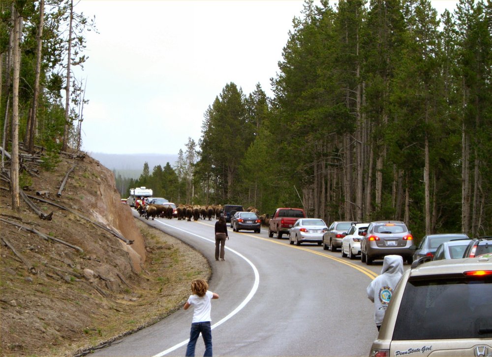 Travel Tip: See the Bison at Yellowstone | Inside NanaBread's Head