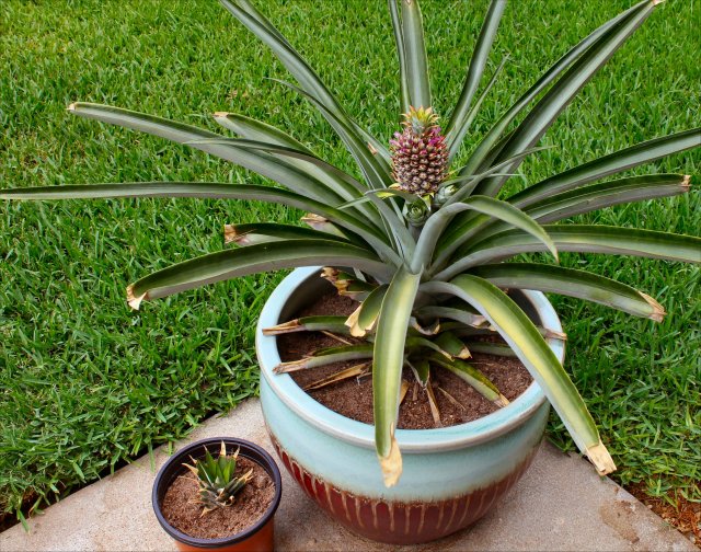 artificial ponytail palm tree Ponytail Palm Houseplant with Planter - Large (20