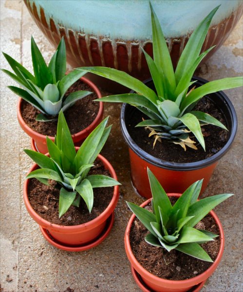 Pineapple - New Plants