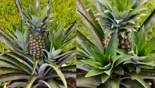 Pineapple - Week 45 - Crowded Shoots