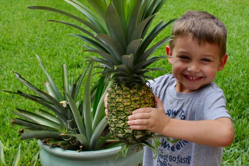 Jonah harvests the pineapple