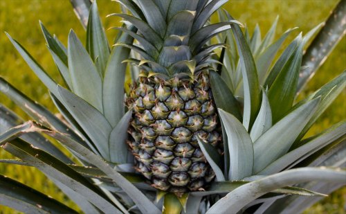 Pineapple - Adult Fruit