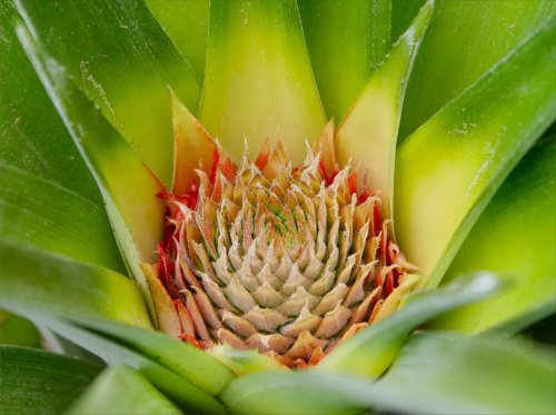 Pineapple - The Bloom