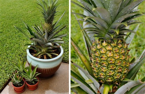 Pineapple Update - August 2011