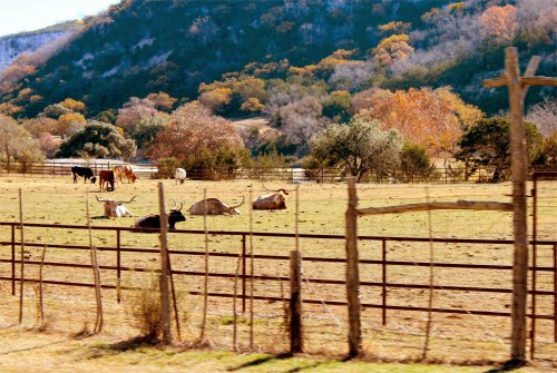 LeakeyTX - Longhorns