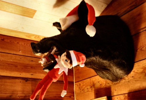 LeakeyTX - Wild Boar & Elf