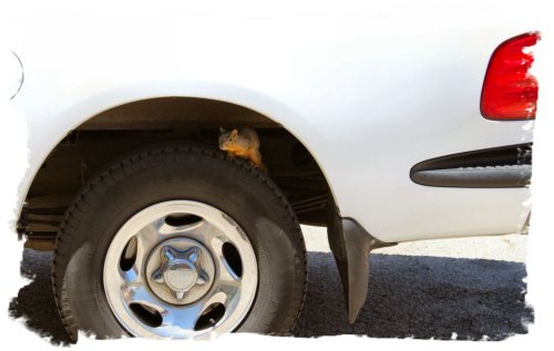 Gonzales - Tiny Stowaway