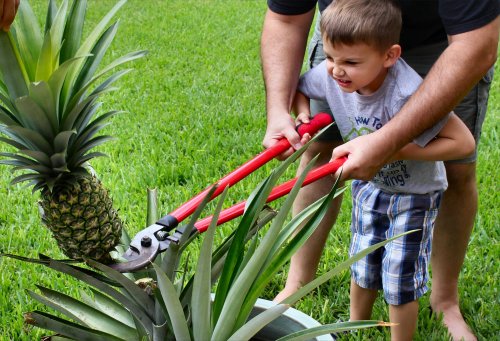 Jonah Bear puts some muscle into harvesting the pineapple.