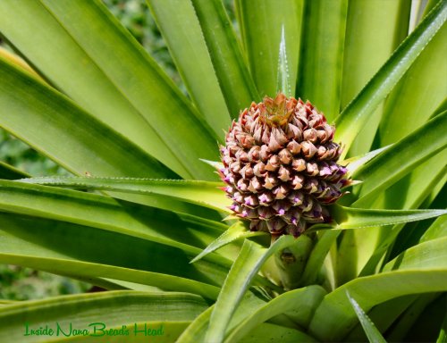 This snap shows the baby pineapple on its stalk.