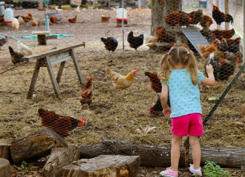 Lilly & The Chickens - Springdale Farm