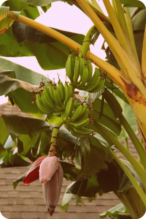 Bananas - Aug2013