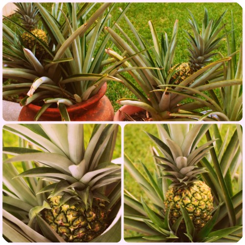 Pineapple Collage - Aug2013