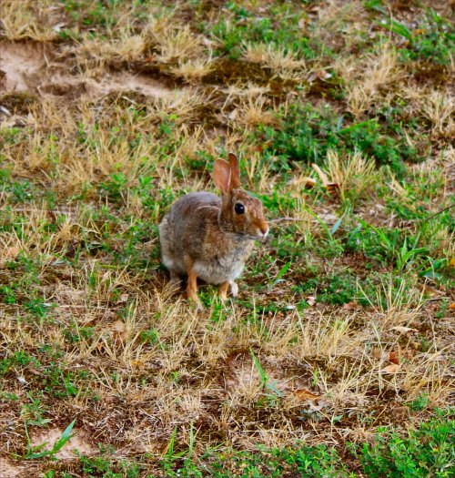 One of the many cottontail bunnies that live in Mom's yard and terrorize her attempts at gardening.