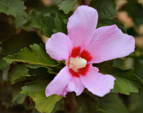 Mom's yard is covered in these bushes - nicknamed Rose of Sharon.