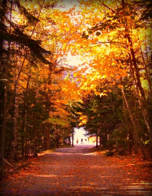 Acadia - Path to Jordan Pond