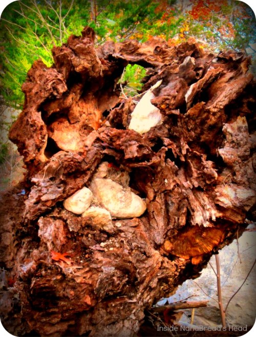 Lost Maples - Cypress Stump with Rocks
