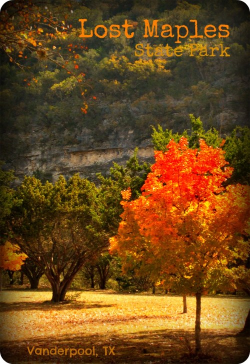 Lost Maples - Lone Maple with Cliffs