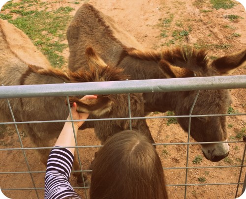 OKMHHOU - Megan & the Donkeys