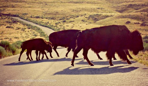 Salt Lake Park - Antelope Island bison crossing