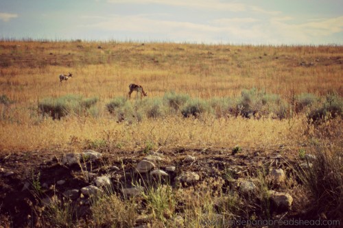 Salt Lake Park - Pronghorn on Antelope Island
