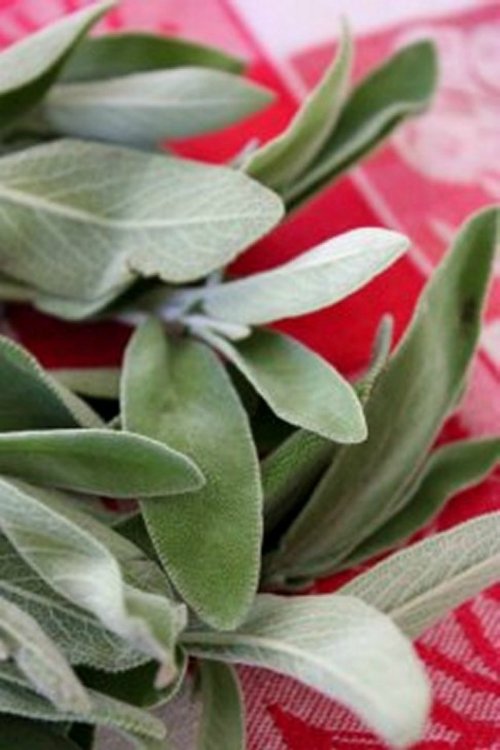 #OXOTurkey Day - Fresh Sage